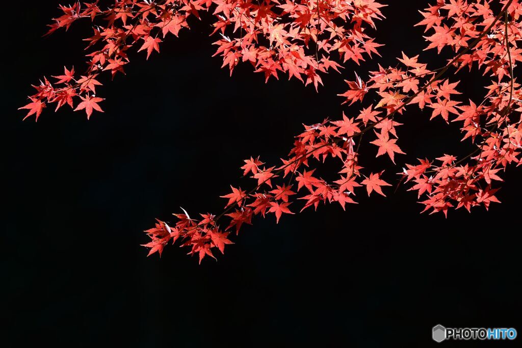 昨秋の紅葉
