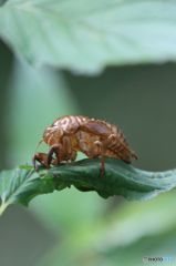 確かに生きた証し