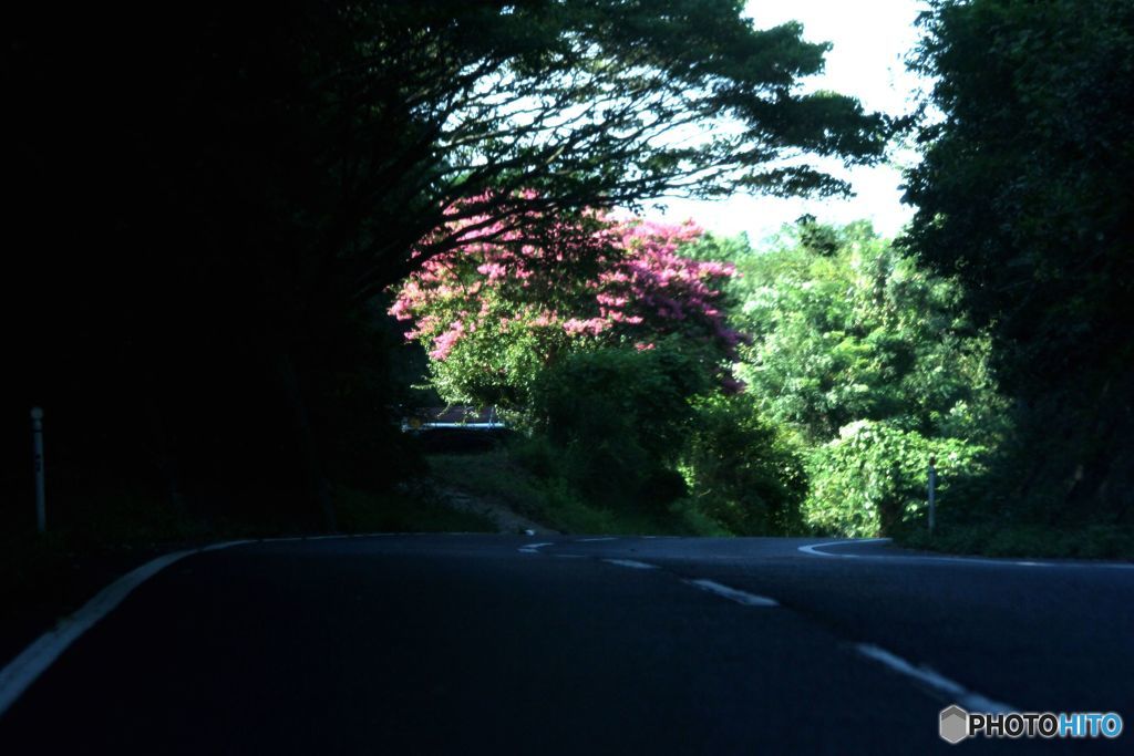 坂の上に見えたサルスベリの花
