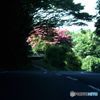 坂の上に見えたサルスベリの花