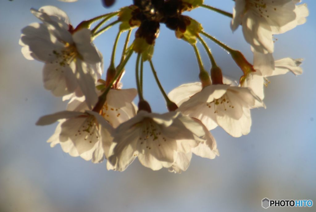 咲き始めた桜