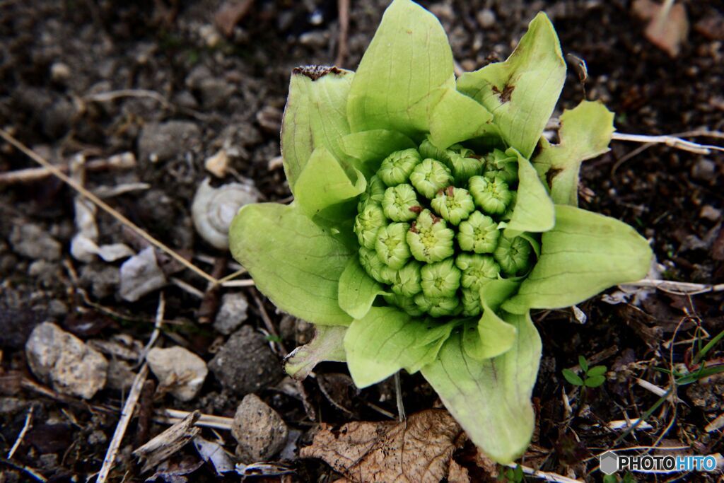 開き始めた蕗の薹