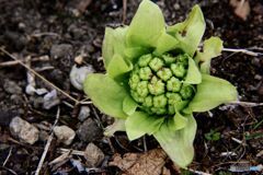 開き始めた蕗の薹