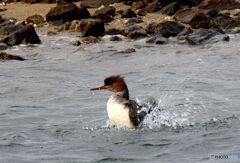 水撥ねするカンムリ君