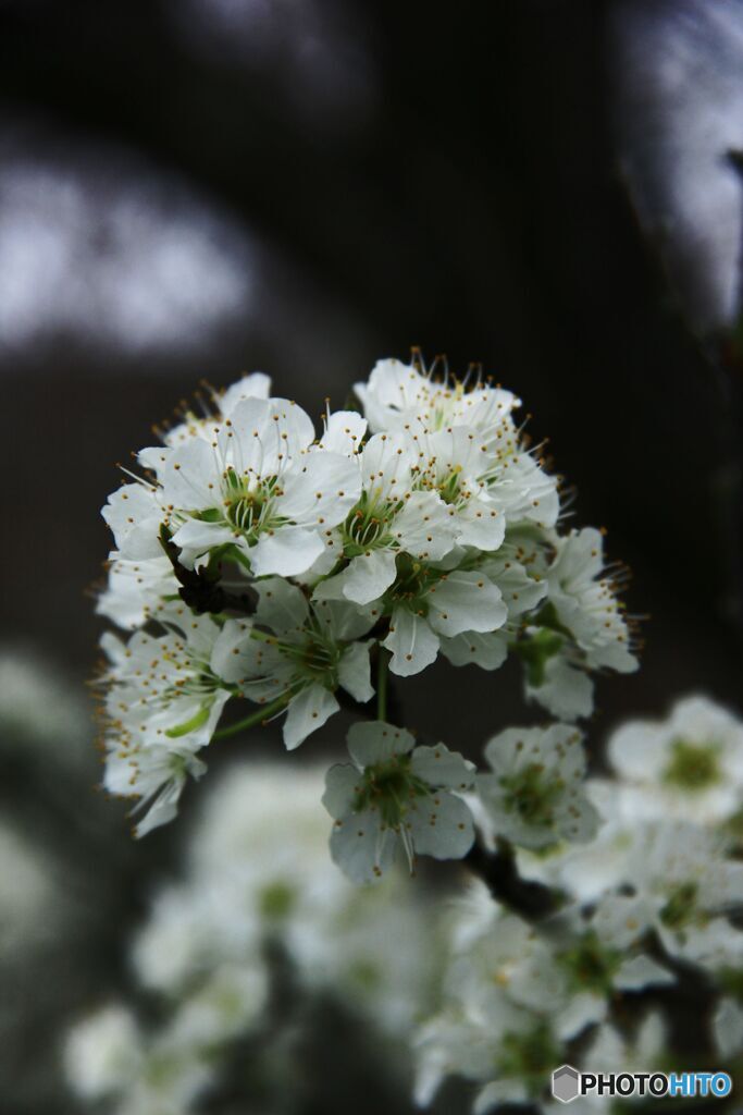 李の花（！）