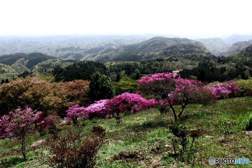 斜面に咲く山ツツジ