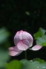 開きかけたハスの花