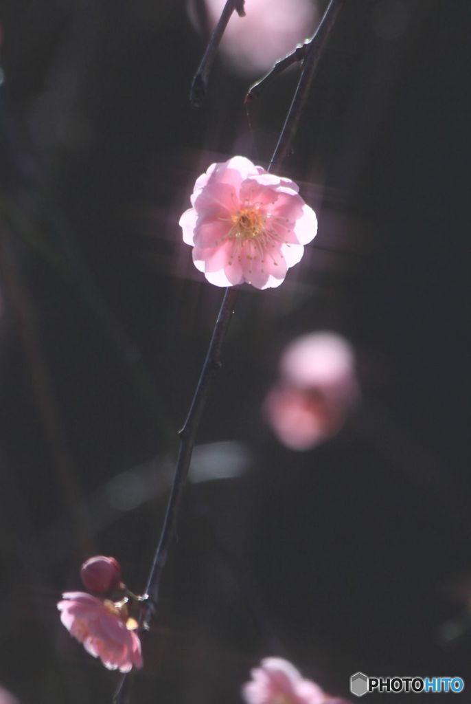 逆光の枝垂れ
