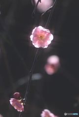 逆光の枝垂れ