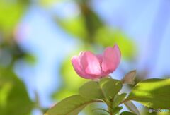 見上げればカリンの花