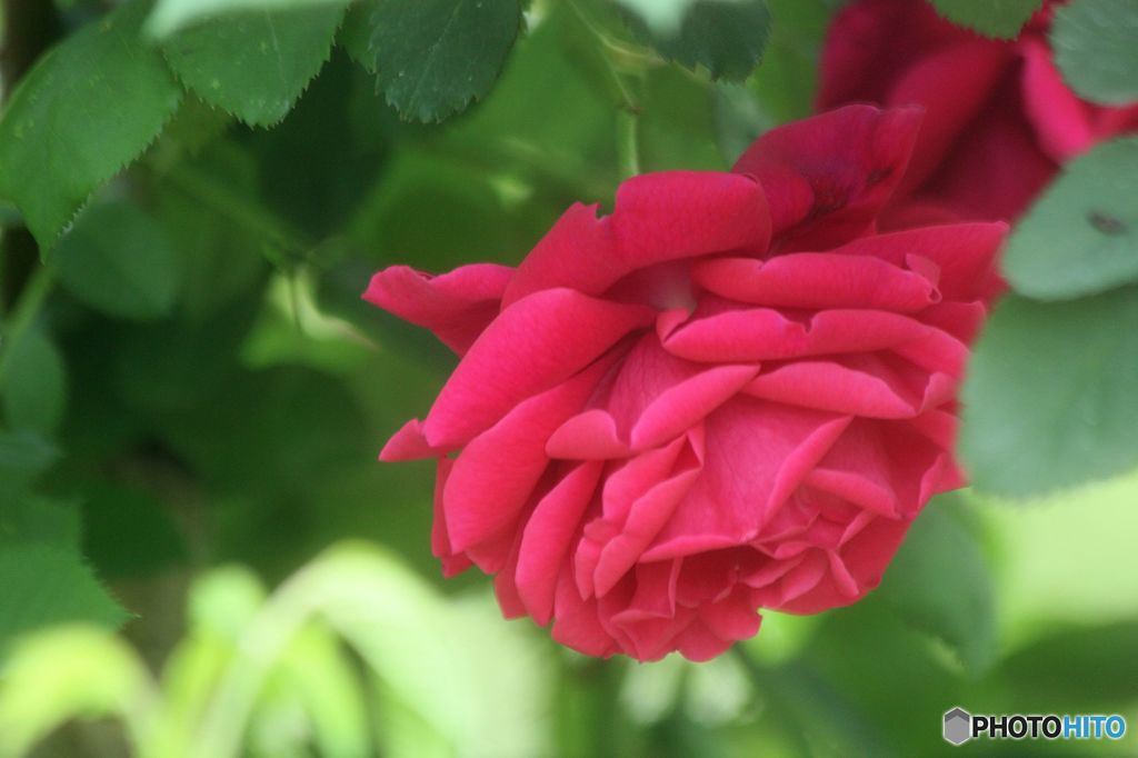 薔薇　・　オールド　ローズ  ドクター　アンドリュー