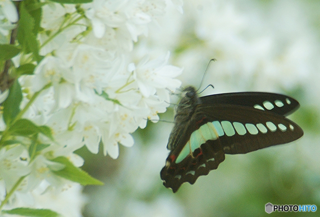 空木の蜜を吸う　アオスジアゲハ