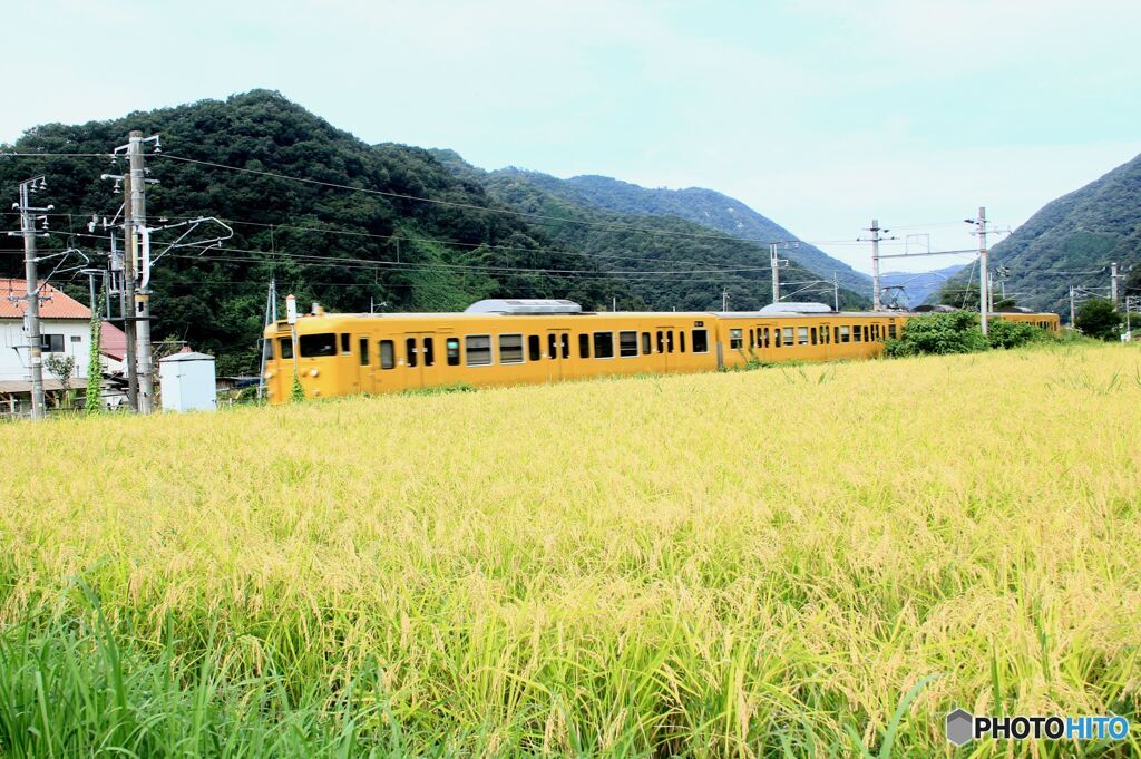 稲穂のムコウ　　１８２８M　　備中広瀬・美袋間