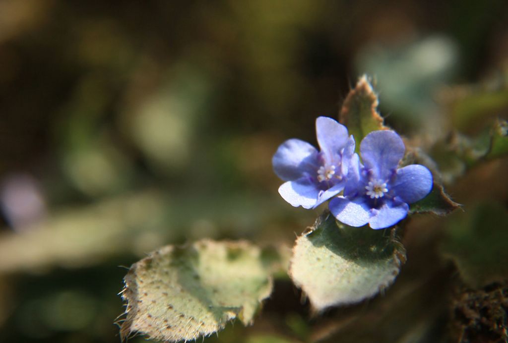 春がきた（２）　ヤマルリソウ