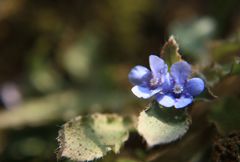 春がきた（２）　ヤマルリソウ