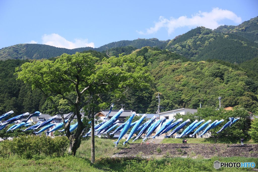土佐の高知の日帰り旅　鰹幟だらけ