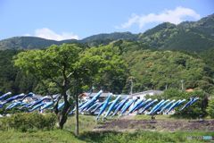 土佐の高知の日帰り旅　鰹幟だらけ