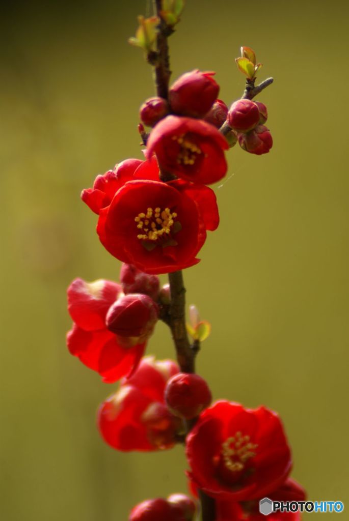 春がきた（16）木瓜の花