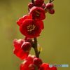 春がきた（16）木瓜の花