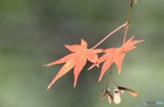 黄葉　種子とともに