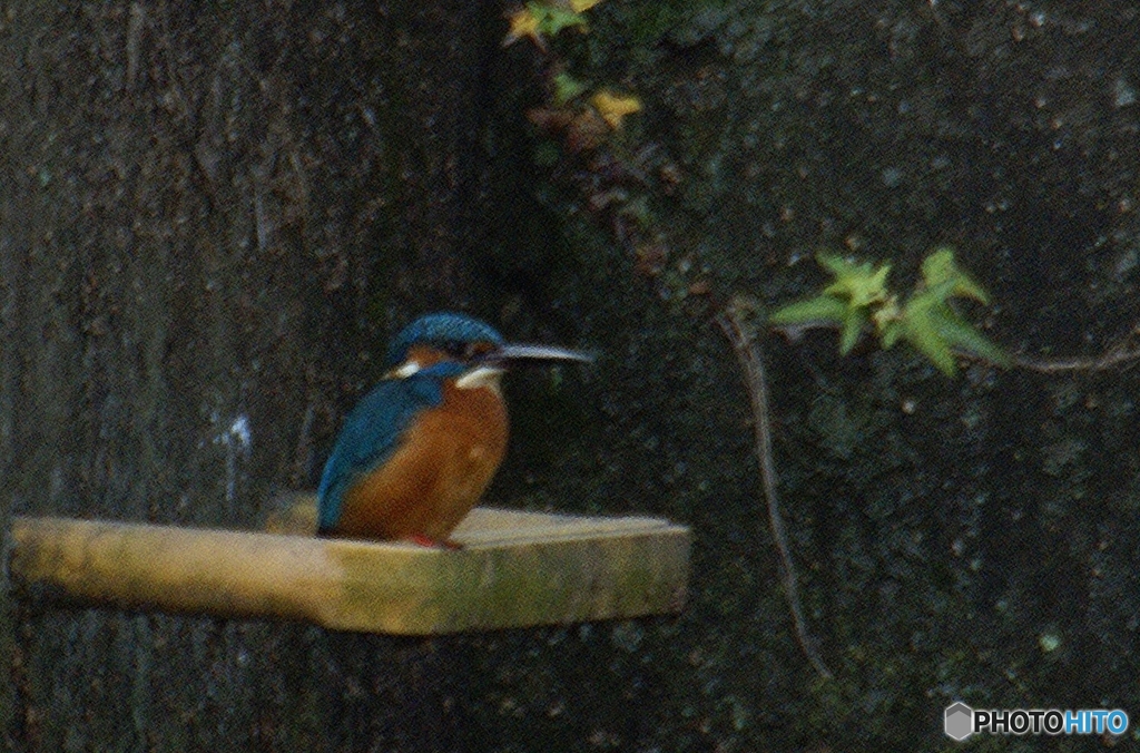 12月1日のカワセミ