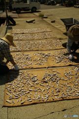 小魚を干す夫婦