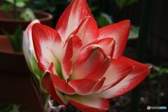 アマリリス　2本目　開花