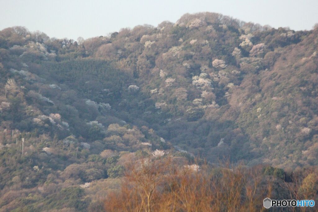山桜の風景