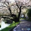 花びらの散る路