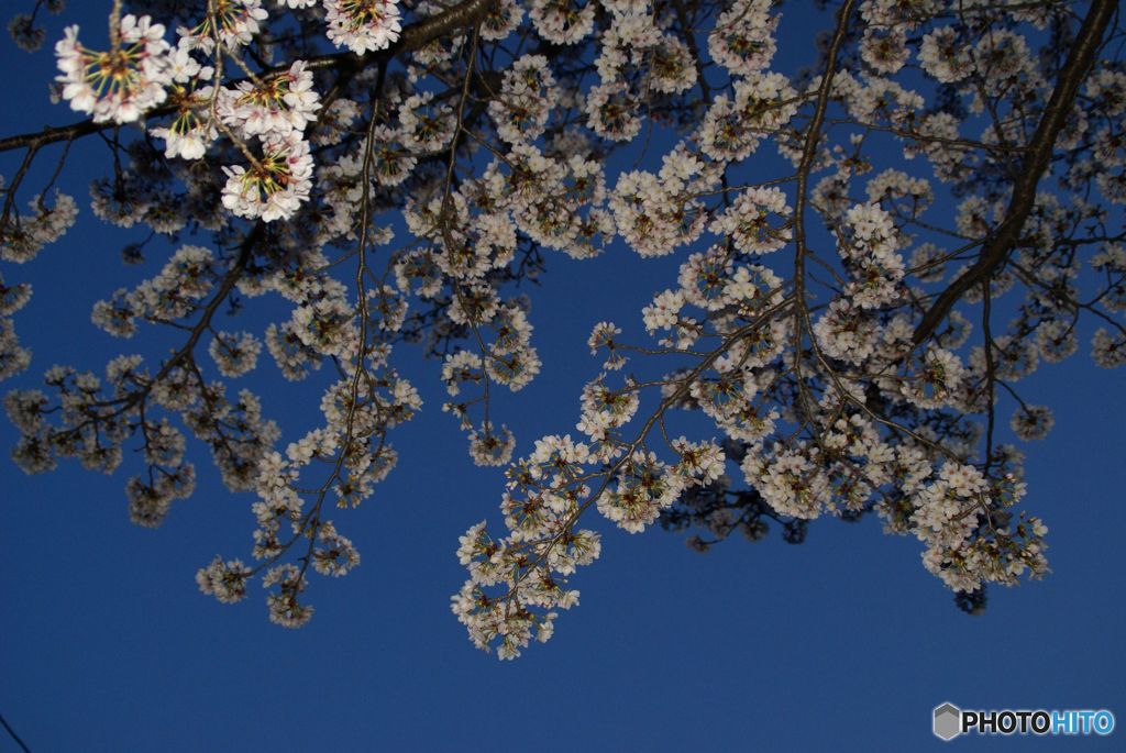 日没後の桜