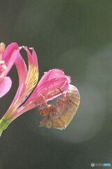 羽化の跡