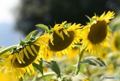 暑かった８月の記憶　暑さに負けて