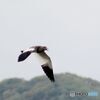 ケリの飛翔