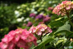 アジサイ行脚　この色も好き