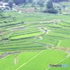 棚田の風景