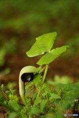 ムサシアブミ