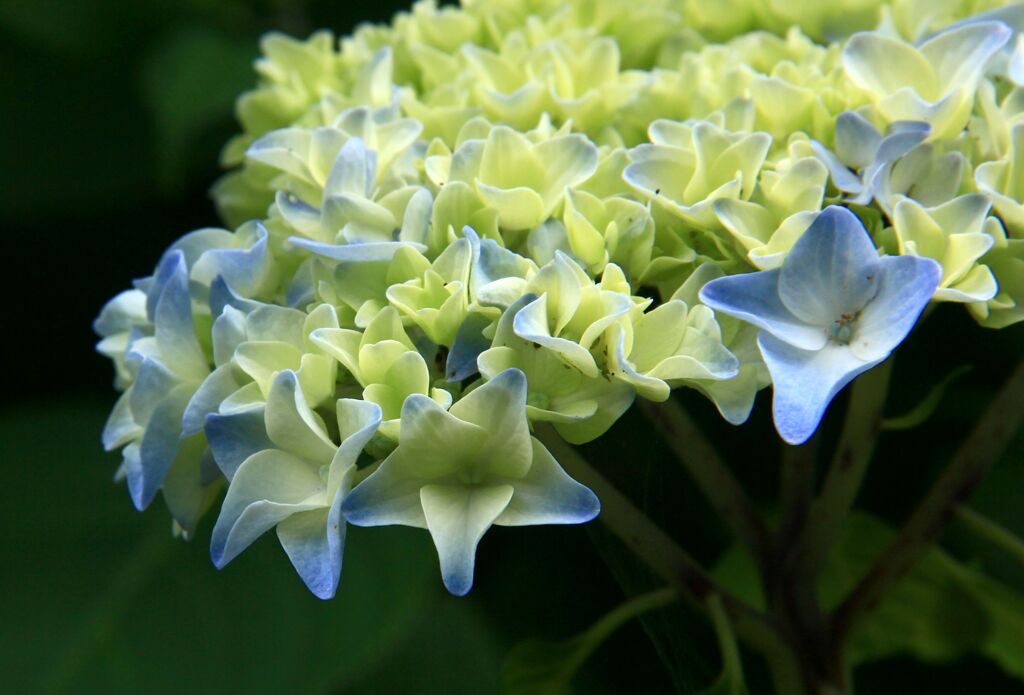 アジサイ