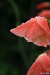 雨にぬれても