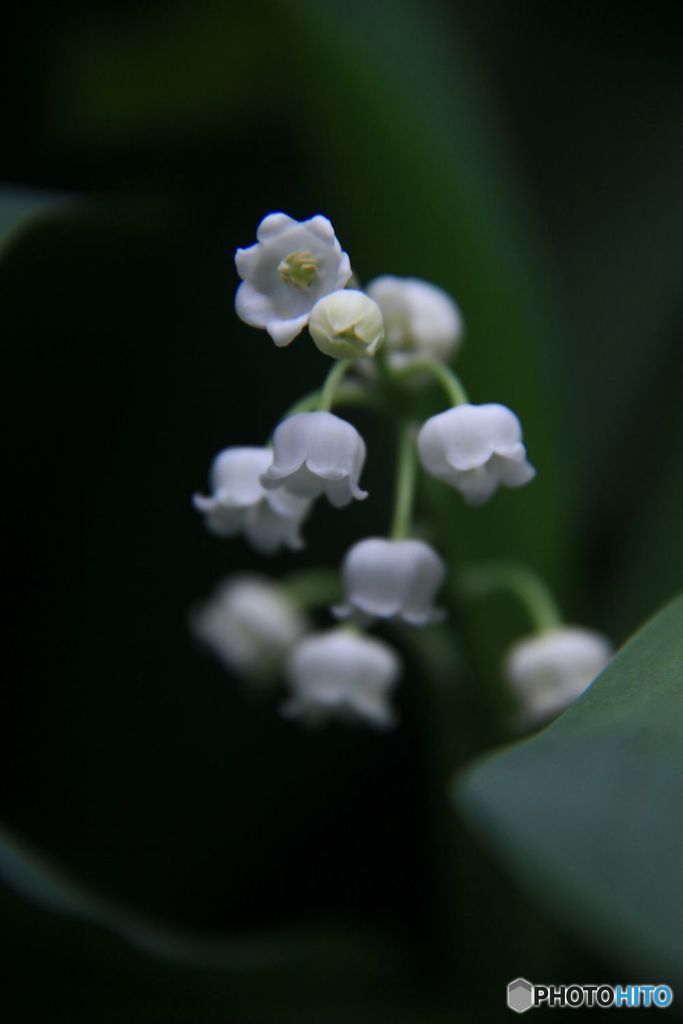 white small fairy bell