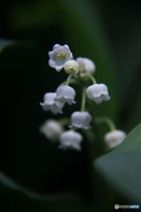 white small fairy bell