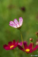 真夏に咲き競う