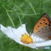 白い花は好きさ～。