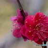 背中合わせの紅梅