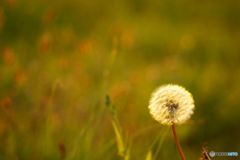 夕日のころに輝いて