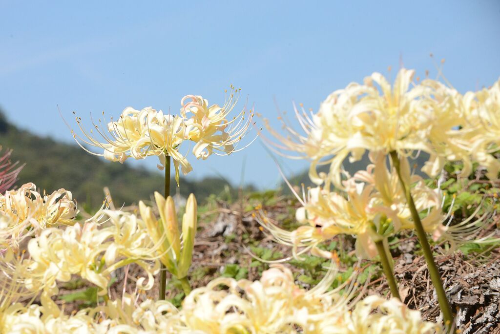 白花群生