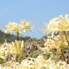 白花群生