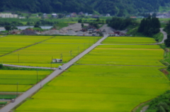 田んぼだらけ♪