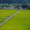 田んぼだらけ♪