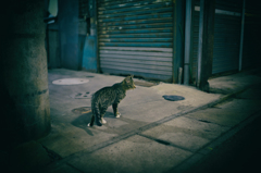 stray cat