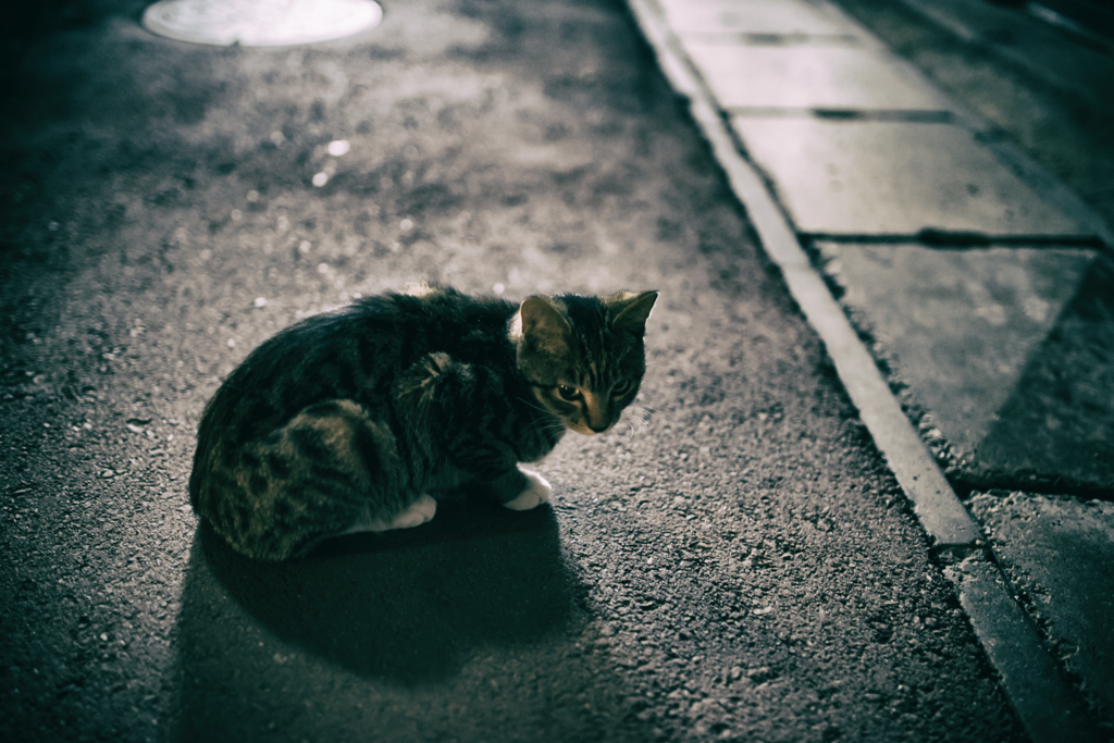 stray cat